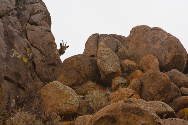 Siberian Ibex